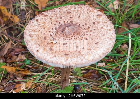 Parasol mushroom in all its glory displayed alongside an English woodland path. Woburn, England. Stock Photo
