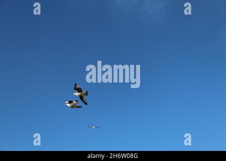 Two seagulls flying in the sky over the sea Stock Photo