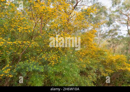 Golden Glory Pea, Broad Leaf Wedge Pea (Gompholobium latifolium) growing in Lane Cove National Park, Sydney, Australia Stock Photo