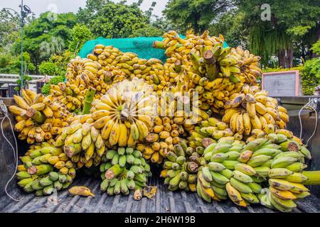 Asian Banana delivery on the loading platform of a pick up utility vehicle Stock Photo