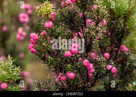 Lake St Clair Australia, bright pink berry of a leptecophylla