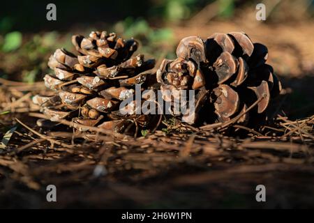 Fallen pine cones on the ground in a pine tree forest. Cones are illuminated by daylight in selective focus. Stock Photo