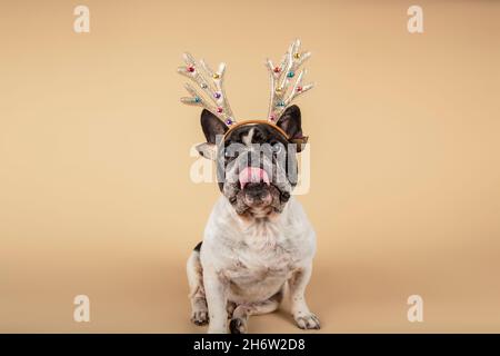 Dogs dressed for Christmas in reindeer costume. Stock Photo