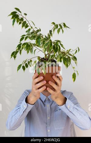 A man holds in front of him an indoor flower Ficus Benjamin Kinke, the plant covers his face, human depersonalization trend Stock Photo