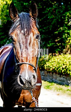 Pferd in Großaufnahme, Horse in Close up Stock Photo