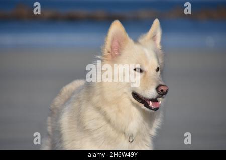 Smart white Husky Dog plays on the beach Stock Photo