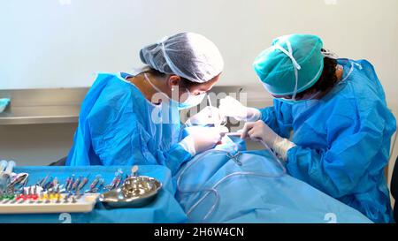 close-up of a dentist with her assistant operating on a patient in the office, next to the table with the tools. Stock Photo