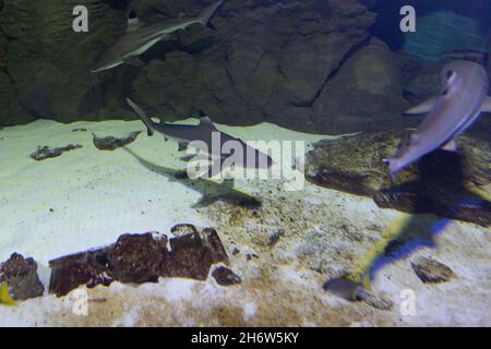 three sharks on the seabed hunting fish Stock Photo