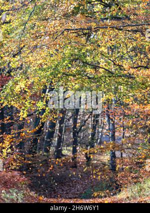 Beech tree leaves falling in an autumn breeze. Stock Photo