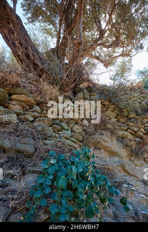 Caper bush growing in natural stone wall Stock Photo
