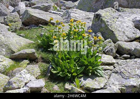 Gentiana punctata, Dotted-Flowered Gentian, Gentianaceae. Wild plant shot in summer. Stock Photo
