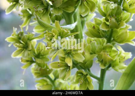 Veratrum lobelianum, Melanthiaceae. Wild plant shot in summer. Stock Photo