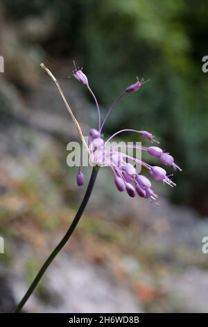 Allium carinatum subsp. pulchellum, Allium cirrhosum, Amaryllidaceae. Wild plant shot in summer. Stock Photo
