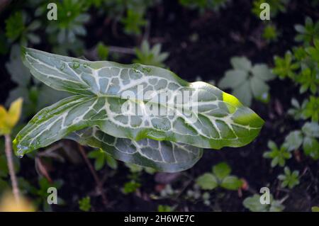 Variegated Arum Italicum 'Cuckoo's Pint' Leaves grown in a Border at RHS Garden Harlow Carr, Harrogate, Yorkshire. England, UK. Stock Photo