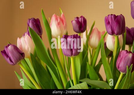 Bouquet of pink-purple tulips and beige background, spring background Stock Photo