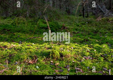 Moss in the forest. Scandinavian autumn. Swedish forest. Autumn, forest, colours. Stock Photo