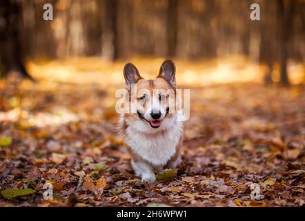 cute corgi dog puppy is sitting in an autumn park among bright fallen golden leaves Stock Photo