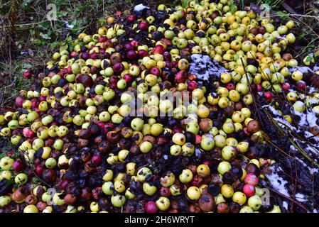 Rotten apples as discarded garbage lie on the ground. Bad apple and putrid fruits vegetable. Food Rubbish autumn harvest. Agriculture garbage waste ba Stock Photo