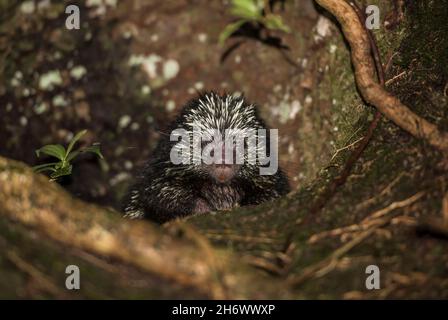 Closeup of Mexican hairy dwarf porcupine. Stock Photo