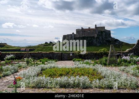 Gertrude Jekyll's Garden on Lindisfarne, Holy Island, in springtime, with Lindisfarne Castle in the background. Stock Photo