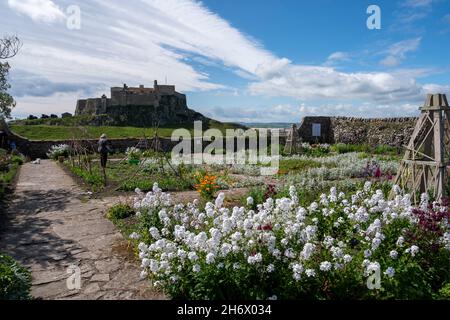 Gertrude Jekyll's Garden on Lindisfarne, Holy Island, in springtime, with Lindisfarne Castle in the background. Stock Photo