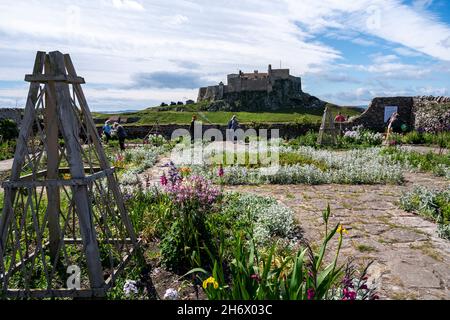 Gertrude Jekyll's Garden on Lindisfarne, Holy Island, in springtime, with Lindisfarne Castle in the background. Stock Photo