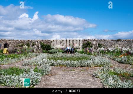 Gertrude Jekyll's Garden on Lindisfarne, Holy Island, in springtime. Stock Photo