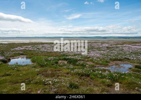 Swathes of sea pinks/ armeria maritima, along the pilgrimage route of St Cuthberts Way between Lindisfarne, Holy Island, and the mainland. Stock Photo