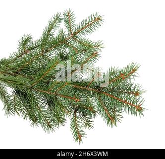 fir branches isolated on white background Stock Photo