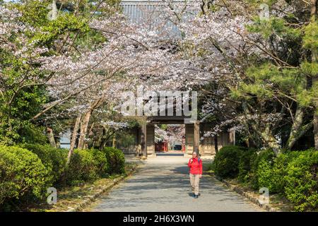 Tourist and cherry blossom, Toko-ji Temple, Hagi, Japan Stock Photo