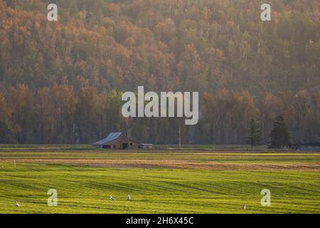 Hay farm field in the lower Fraser Valley close to the district of Yarrow in the Lower Fraser Valley, in British Columbia, Canada. Stock Photo