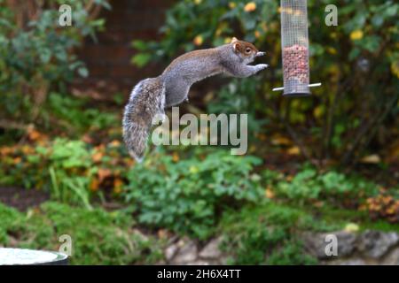 Grey squirrel caught in mid flight as it leaps to raid a bird feeder of its peanuts Stock Photo