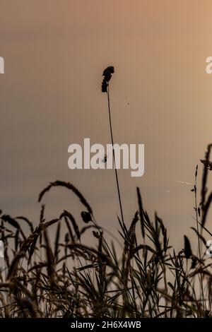 A silhouette of a spider dangling from grass, at sunset Stock Photo
