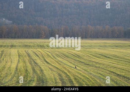 Hay field after been harvested in the Lower Fraser River Valley, BC. Stock Photo