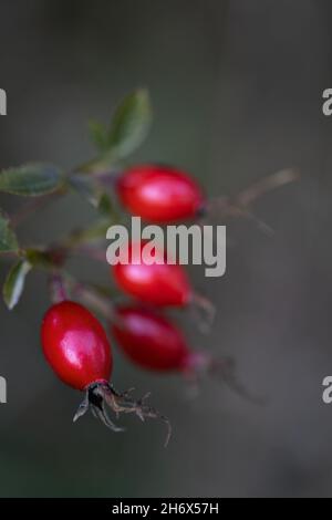 close up of a branch with rose hips on dark background, only one rose hip in focus Stock Photo