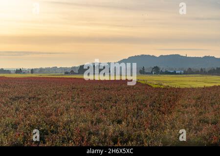 Sunset in the farm fields of Sumas prairie in the Lower Fraser Valley. Stock Photo
