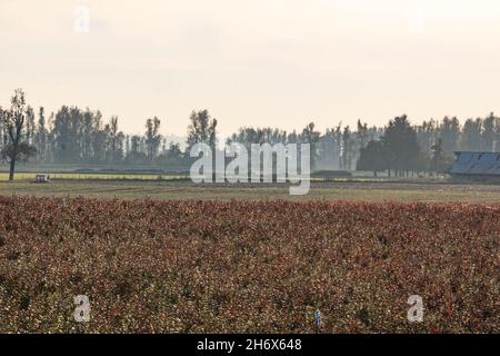 Blue berry field in the city of Chilliwack, BC. Stock Photo