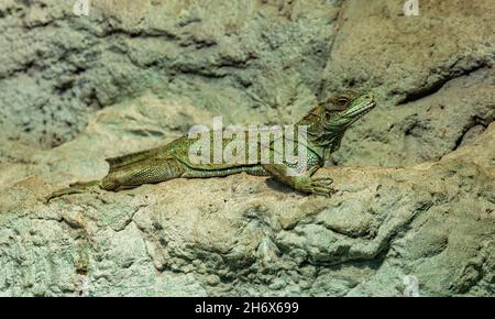 A picture of an Amboina Sail Finned Lizard at the Ostrava Zoo Stock Photo -  Alamy