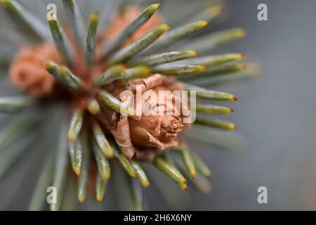 Picea Pungens 'Koster' Colorado Spruce, close up Stock Photo