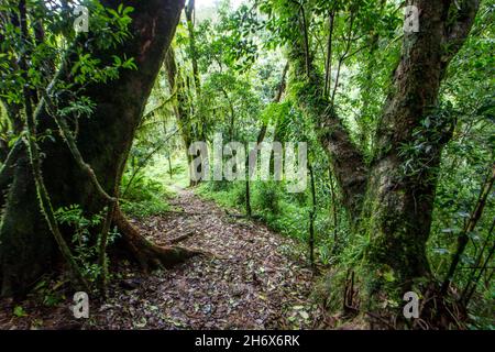 A narrow hiking trail, winding between large moss-covered tree trunks in the subtropical Indigenous Forest in the wolkberg mountains of South Africa Stock Photo