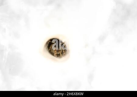 Close up of a funnel-web or tunnel web spider (agelena labyrinthica) hiding deep within it's web in Cuc Phoung National Park in Vietnam Stock Photo