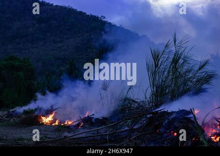 Forest fire at night. Bushes are burning, the air is polluted with smoke. Fire, close-up. Deforestation environmental jungle. Farmers burn rainforest Stock Photo