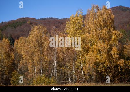 Scenic view of the deciduous forest in autumn. Birch and aspen trees with yellow leaves, mountain and blue sky on the background. Stock Photo