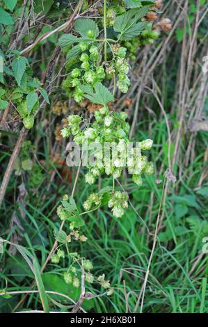 Hops growing wild in a country lane. Stock Photo