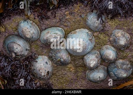 limpet sheels stuck to a rock at low tide on a beach, limpets in rockpool on shoreline, cluster of limpet shells on a rock on a tidal beach low water Stock Photo
