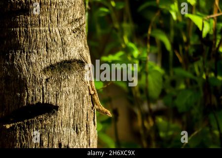 Small lizard on tree Stock Photo