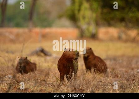 Family of greater capybara (Hydrochoerus hydrochaeris) in Pantanal, Brazil Stock Photo