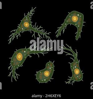 Innate immune system: dendritic cells, vector illustration Stock Vector