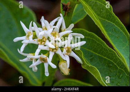 White swallow-wort / white swallowwort (Vincetoxicum hirundinaria / Vincetoxicum album / Cynanchum vincetoxicum) in flower, native to Eurasia Stock Photo