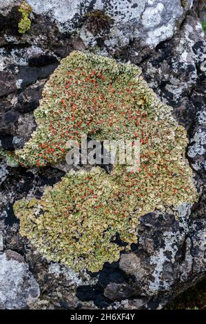 Stonewall rim lichen / robed rim lichen (Lecanora muralis / Protoparmeliopsis muralis / Lichen muralis), crustose lichen on rock Stock Photo